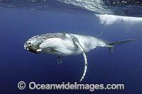 Humpback Whale underwater Photo - Vanessa Mignon