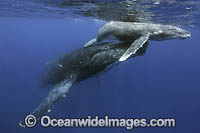 Humpback Whale underwater Photo - Vanessa Mignon