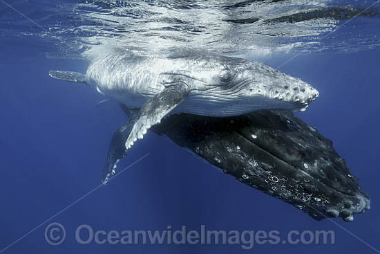 Humpback Whale underwater photo