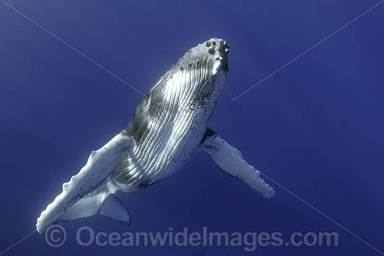 Humpback Whale underwater photo