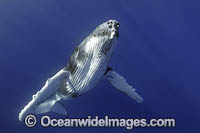Humpback Whale underwater Photo - Vanessa Mignon