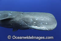 Sperm Whale tail fluke underwater Photo - Vanessa Mignon