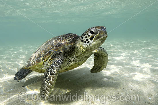 Green Sea Turtle photo Green Sea Turtle photo
