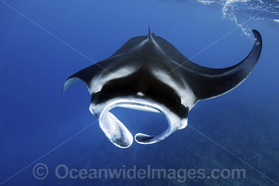 Giant Oceanic Manta Ray photo Giant Oceanic Manta Ray photo