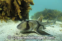 Port Jackson Shark Photo - David Fleetham