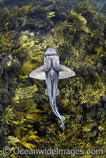 Port Jackson Shark photo
