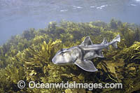 Port Jackson Shark Photo - David Fleetham