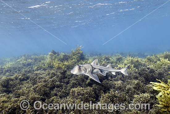 Port Jackson Shark photo Port Jackson Shark photo