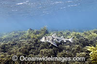 Port Jackson Shark Photo - David Fleetham