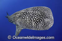 Whale Shark Christmas Island Photo - Vanessa Mignon
