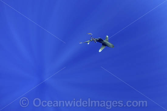 Oceanic Whitetip Shark photo