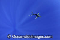 Oceanic Whitetip Shark Photo - Vanessa Mignon