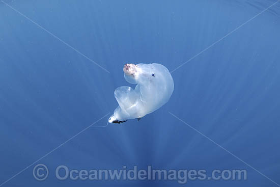 Chambered Nautilus with Divers photo
