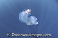 Chambered Nautilus with Divers Photo - Vanessa Mignon