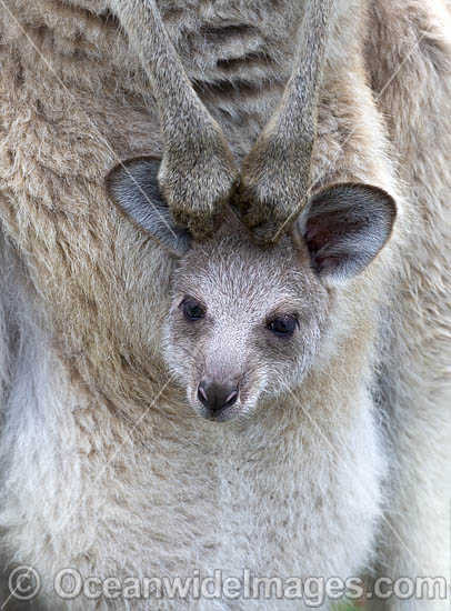 Eastern Grey Kangaroo joey in pouch photo Eastern Grey Kangaroo joey in pouch photo