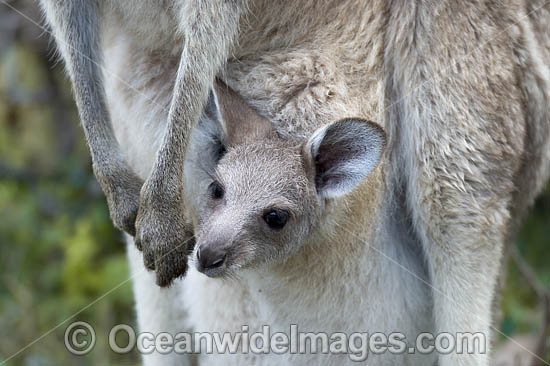 Eastern Grey Kangaroo joey in pouch photo Eastern Grey Kangaroo joey in pouch photo