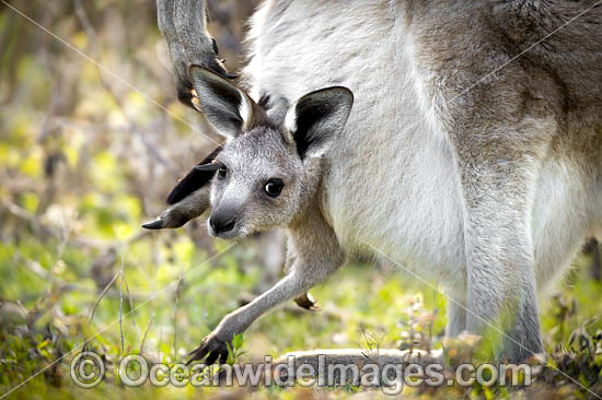 Eastern Grey Kangaroo joey in pouch photo Eastern Grey Kangaroo joey in pouch photo