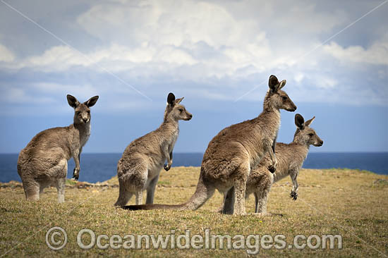 Eastern Grey Kangaroos photo Eastern Grey Kangaroos photo