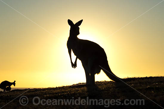 Eastern Grey Kangaroo photo Eastern Grey Kangaroo photo