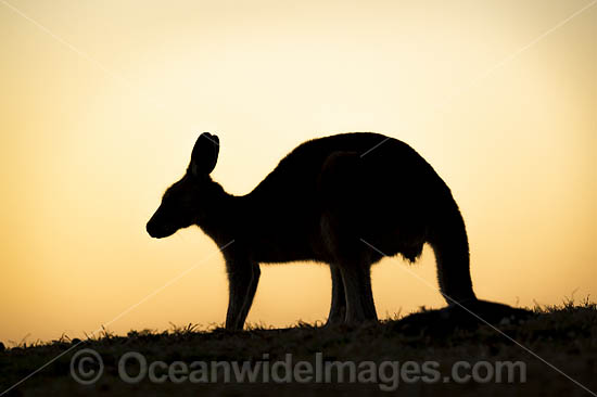 Eastern Grey Kangaroo photo Eastern Grey Kangaroo photo