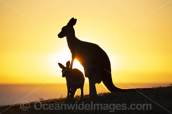 Eastern Grey Kangaroos photo Eastern Grey Kangaroos photo