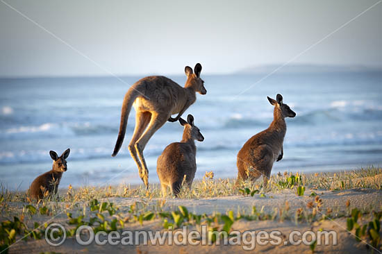 Eastern Grey Kangaroos photo Eastern Grey Kangaroos photo