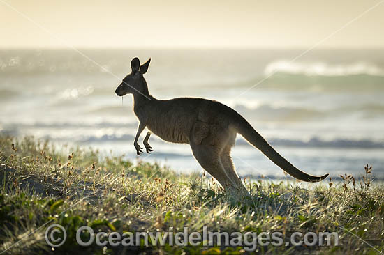 Eastern Grey Kangaroo photo