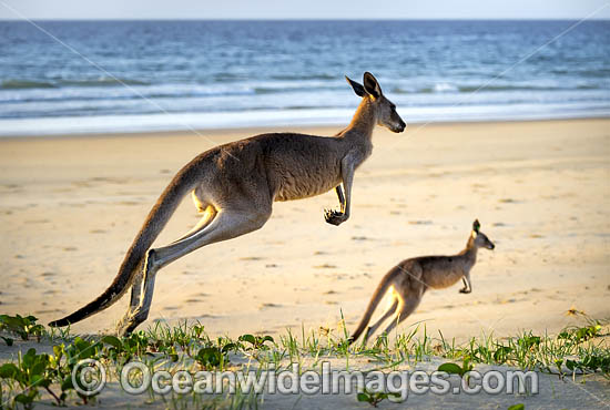 Eastern Grey Kangaroos photo Eastern Grey Kangaroos photo
