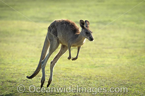 Eastern Grey Kangaroo photo
