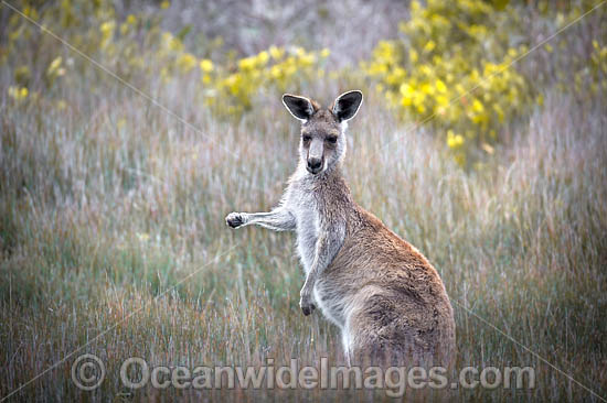 Eastern Grey Kangaroo photo