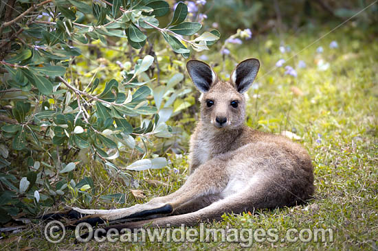 Eastern Grey Kangaroo photo