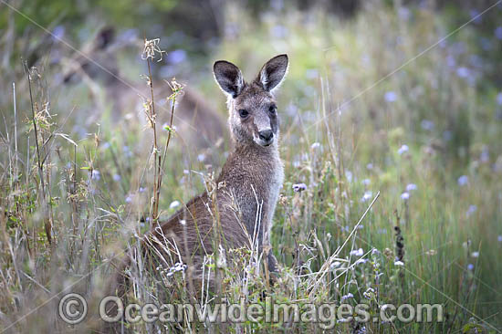Eastern Grey Kangaroo photo