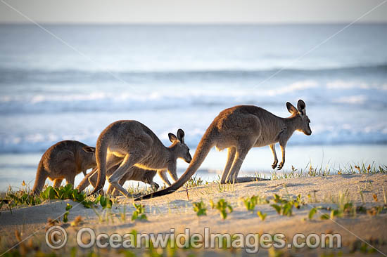 Eastern Grey Kangaroos photo