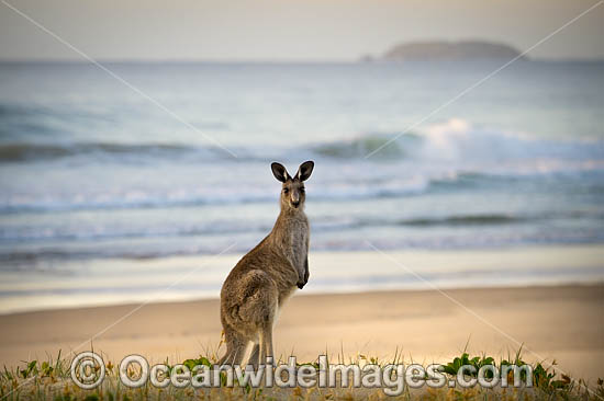 Eastern Grey Kangaroo photo