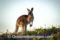Eastern Grey Kangaroos Photo - Gary Bell