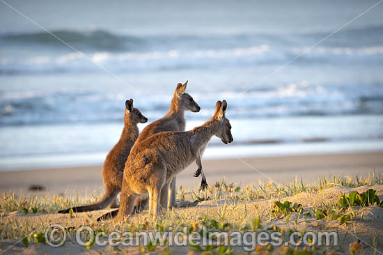 Eastern Grey Kangaroos photo
