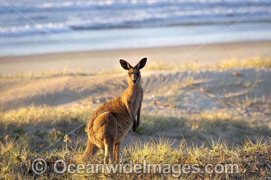 Eastern Grey Kangaroos photo