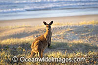 Eastern Grey Kangaroos Photo - Gary Bell