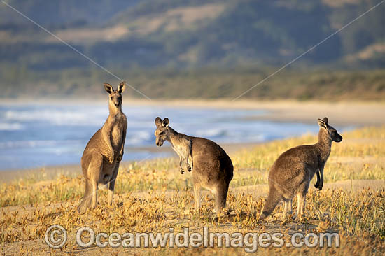 Eastern Grey Kangaroos photo