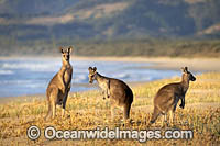 Eastern Grey Kangaroos Photo - Gary Bell