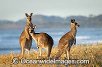 Eastern Grey Kangaroos Photo - Gary Bell