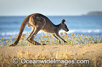 Eastern Grey Kangaroos Photo - Gary Bell