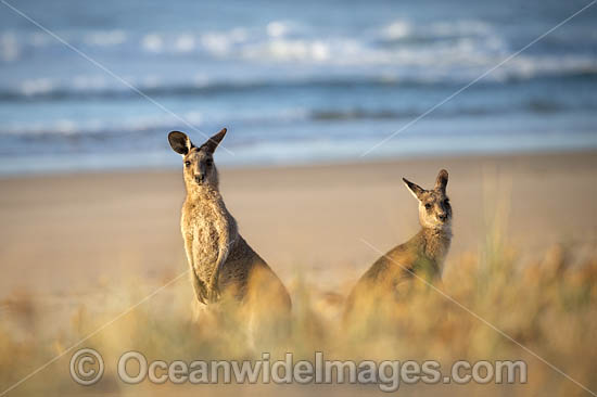 Eastern Grey Kangaroos photo