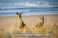 Eastern Grey Kangaroos Photo - Gary Bell