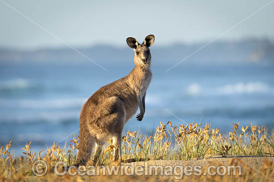 Eastern Grey Kangaroos photo