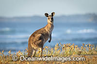 Eastern Grey Kangaroos Photo - Gary Bell