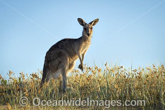 Eastern Grey Kangaroos photo