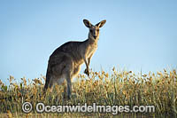 Eastern Grey Kangaroos Photo - Gary Bell
