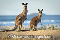 Eastern Grey Kangaroos Photo - Gary Bell