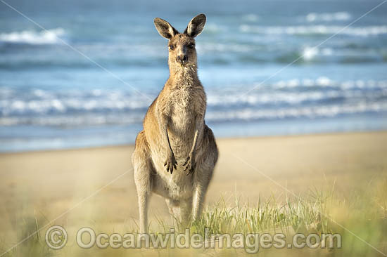 Eastern Grey Kangaroos photo